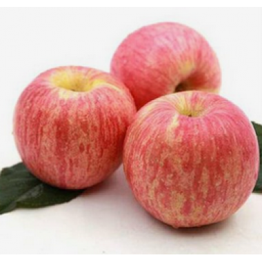 紅富士（約10斤）