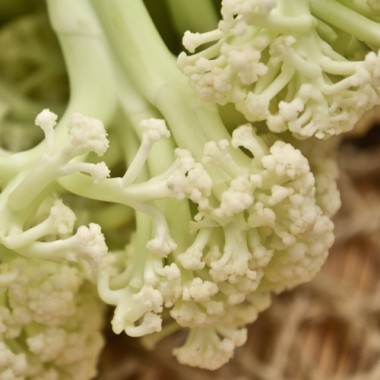  有機(jī)花菜1000g